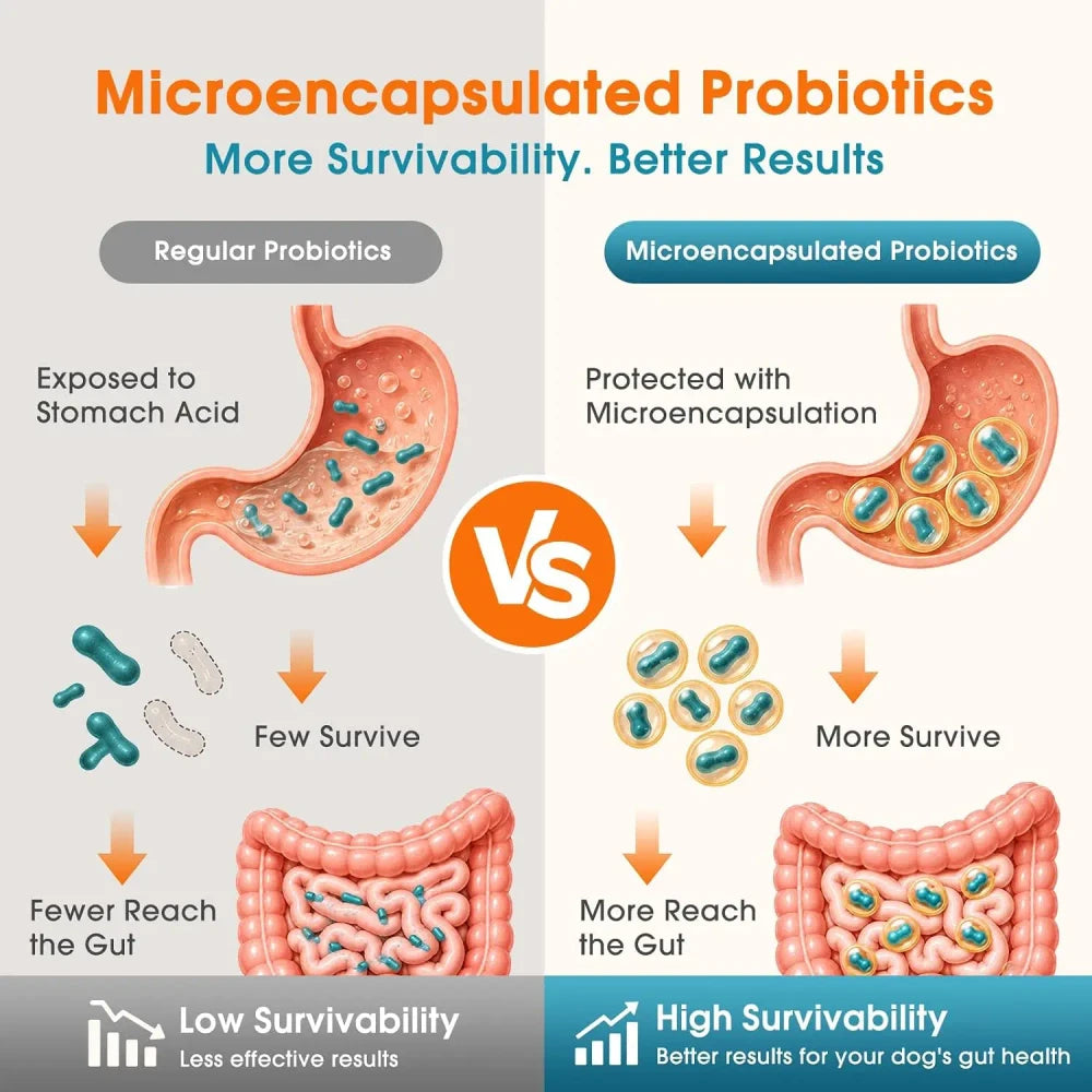 Daily Probiotic + Digestive Support Chews