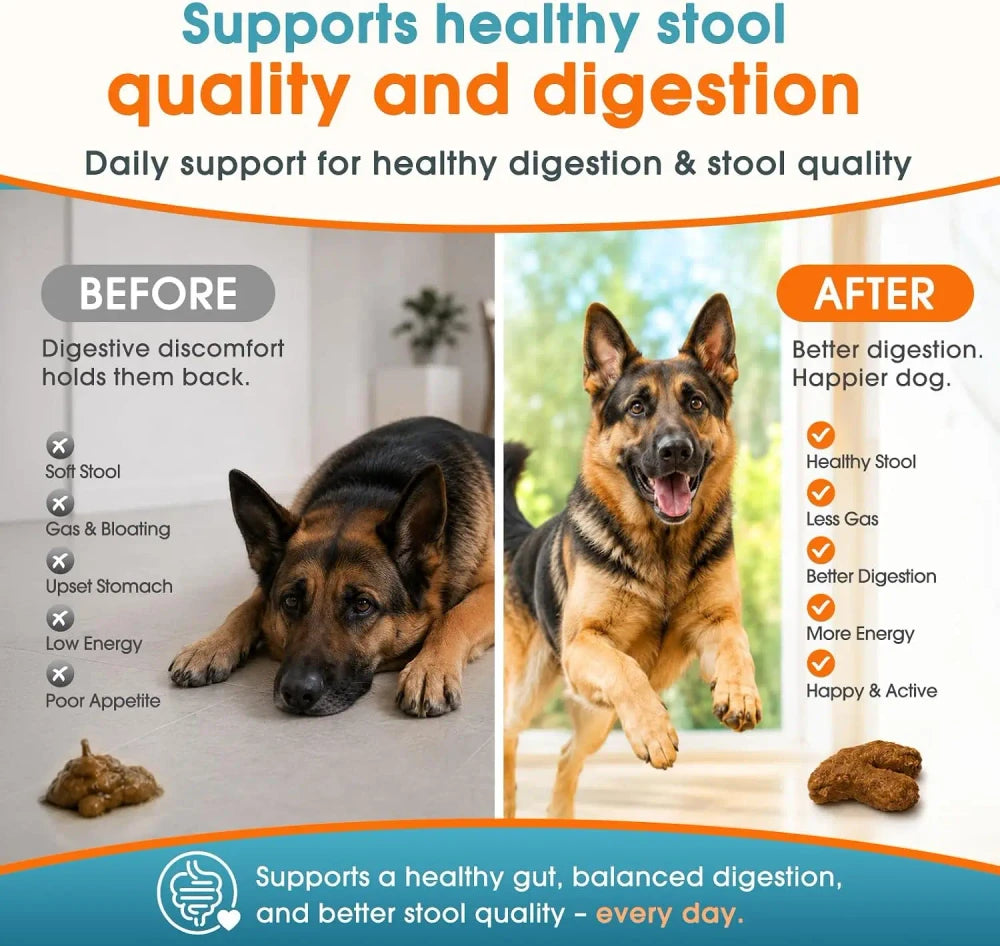 Daily Probiotic + Digestive Support Chews